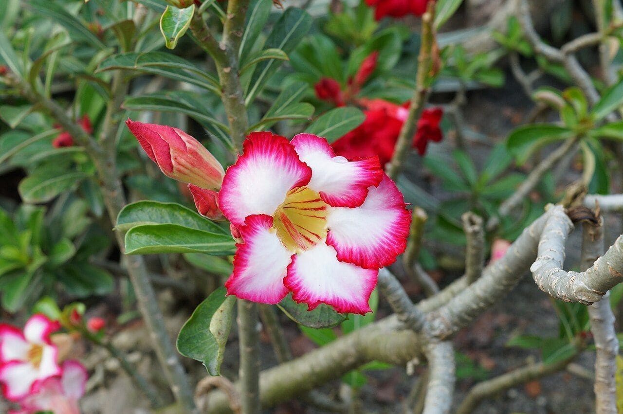 אדניום (ורד המדבר) (Adenium obesum / Desert Rose)