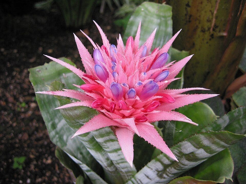 אכמיאה מצוייתת (Aechmea fasciata / Urn Plant)