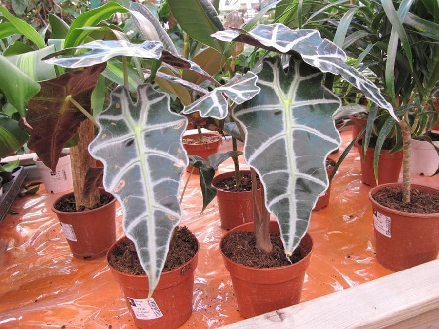 אלוקזיה פולי (Alocasia × amazonica 'Polly' / Elephant Ear (Polly))
