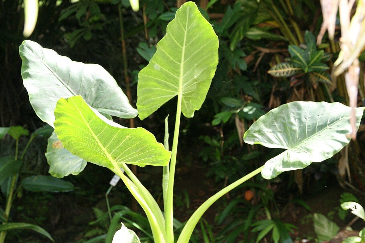 אלוקזיה גדולת-שורש (אוזן פיל) (Alocasia macrorrhizos / Giant Taro)