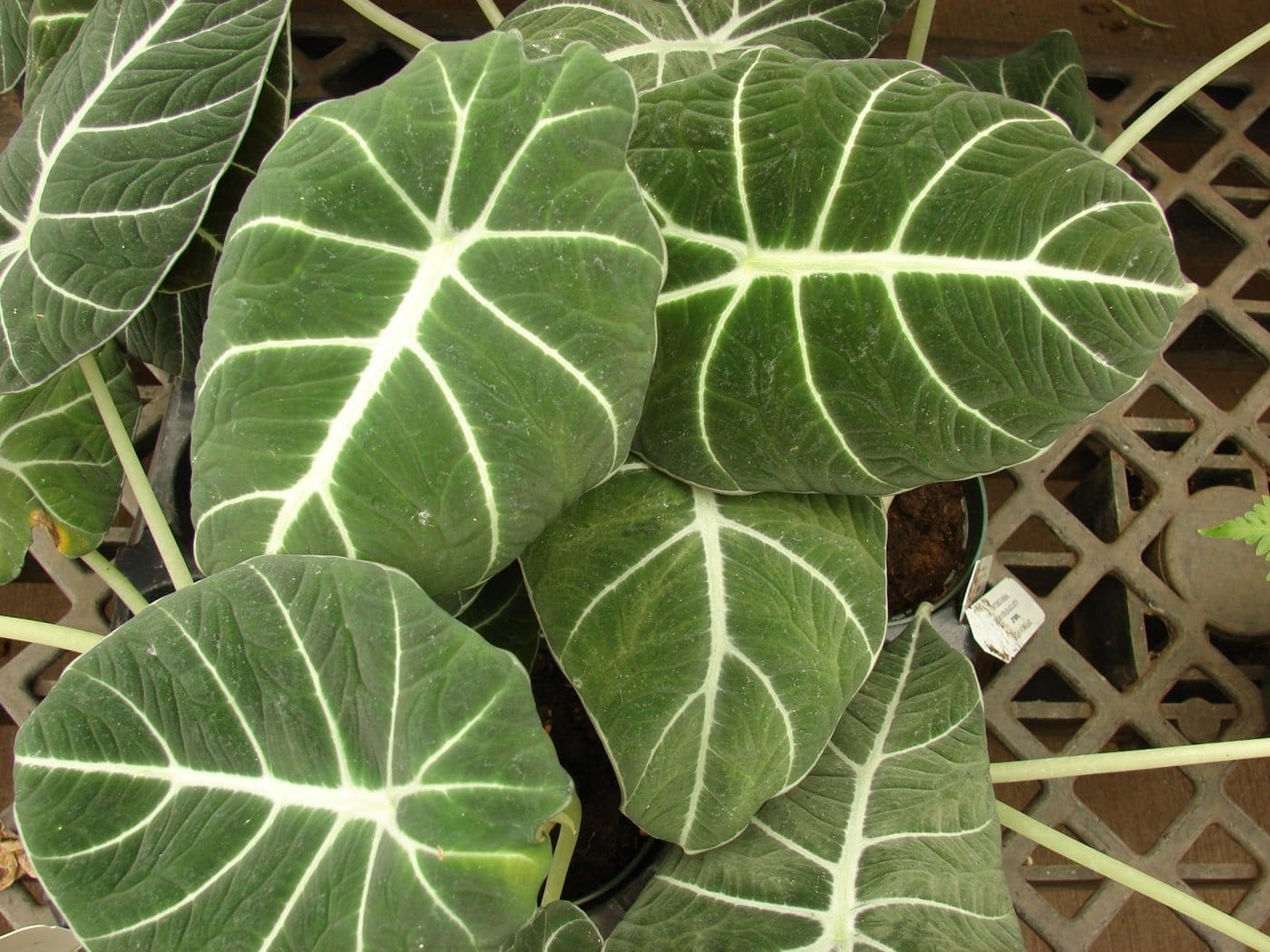 אלוקזיה רגינולה (בלאק וולווט) (Alocasia reginula / Alocasia Black Velvet)