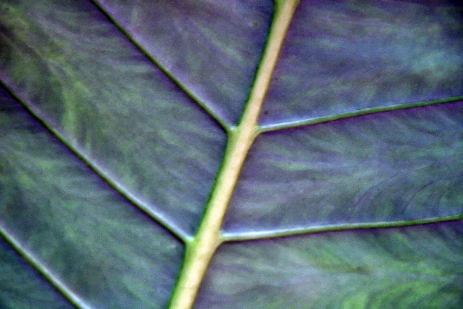 אלוקזיה זברה (Alocasia zebrina / Zebra Plant)