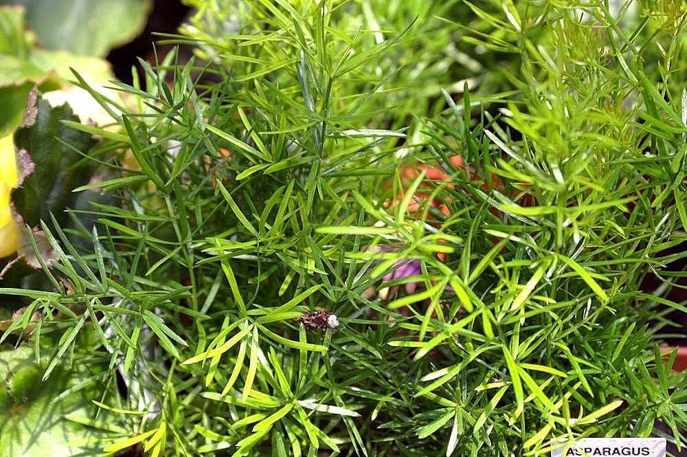 אספרגוס שפרנגר (שרך אספרגוס) (Asparagus densiflorus 'Sprengeri' / Asparagus Fern)