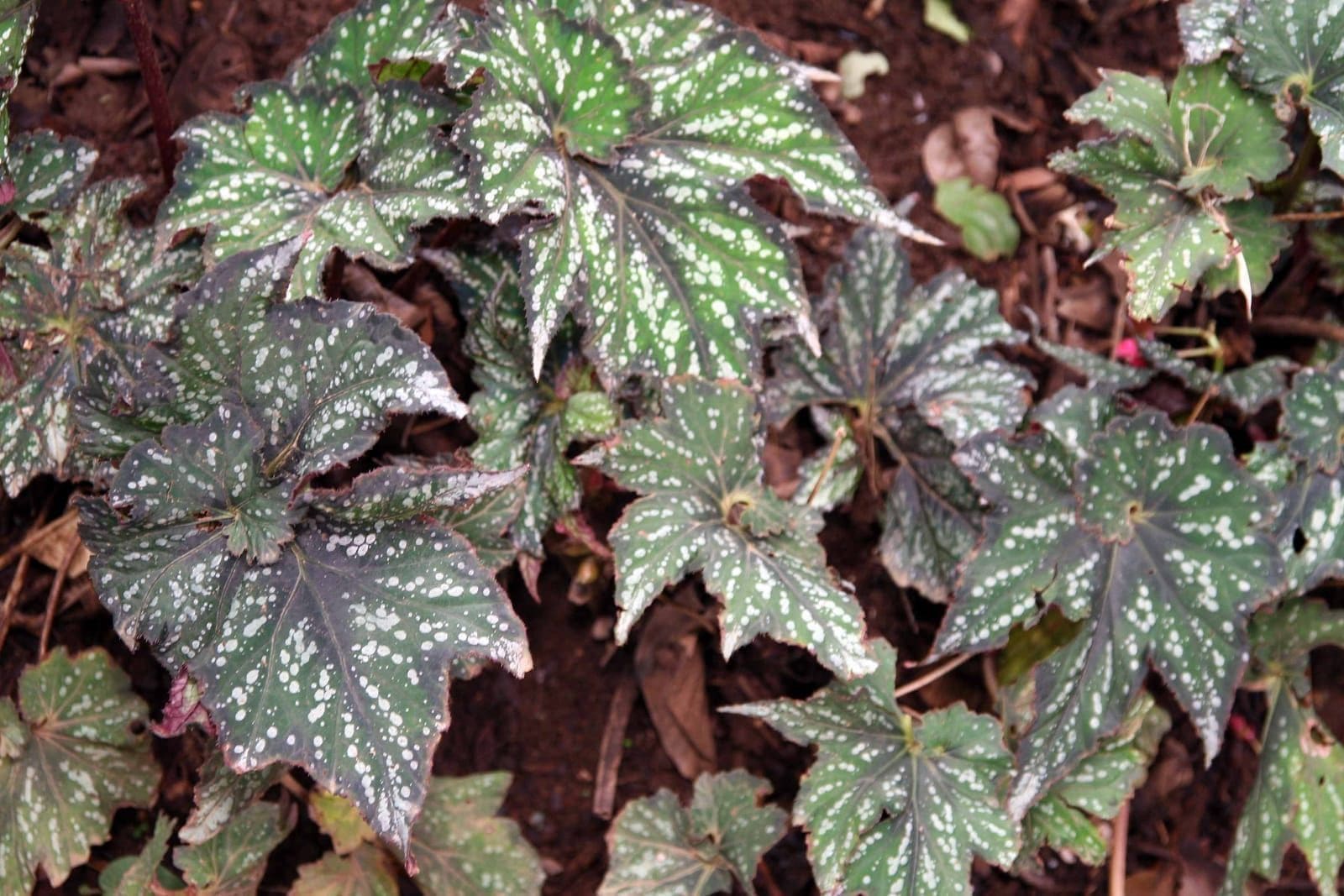 בגוניית המלך (Begonia rex / King Begonia)