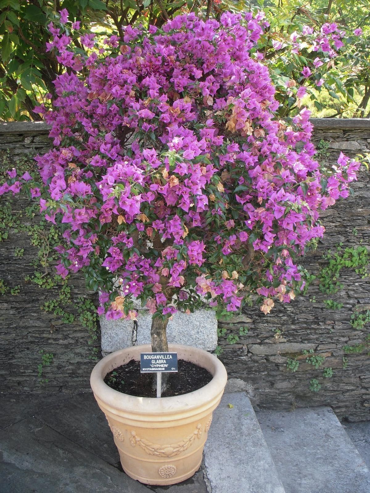 בוגנוויליה חלקה (Bougainvillea glabra / Paper Flower)