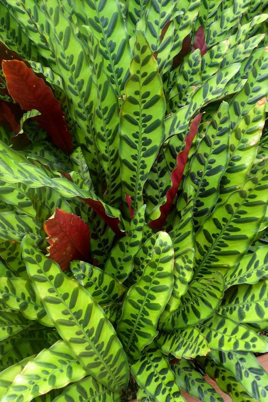 קלתאה נחשית (Calathea lancifolia / Rattlesnake Plant)