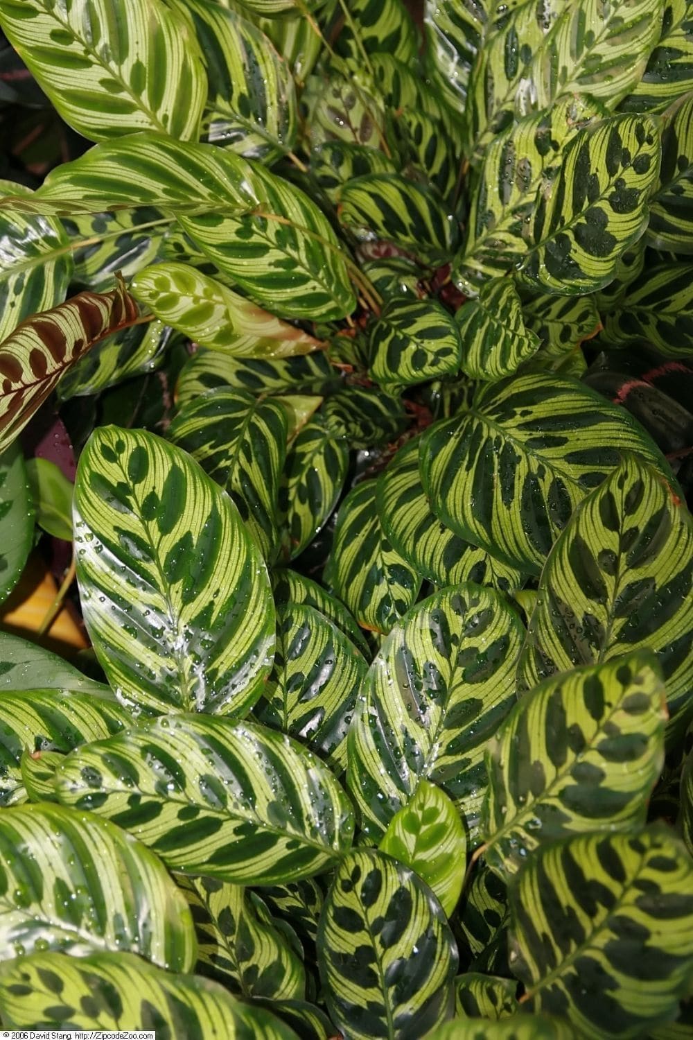 קלתאה מקויאנה (צמח הטווס) (Goeppertia makoyana (Calathea makoyana) / Peacock Plant)