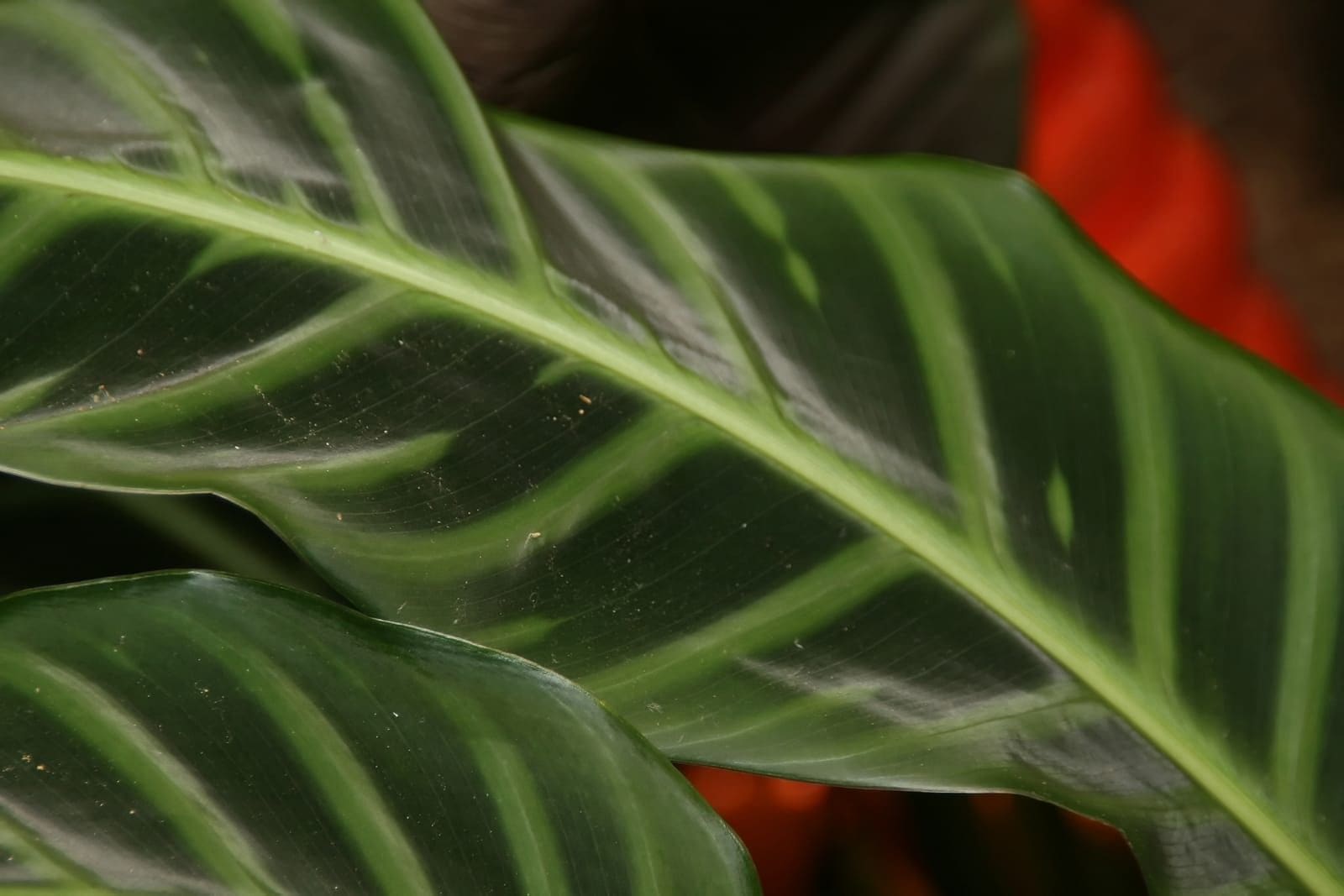 קלתאה זברה (Goeppertia zebrina (Calathea zebrina) / Zebra Plant)