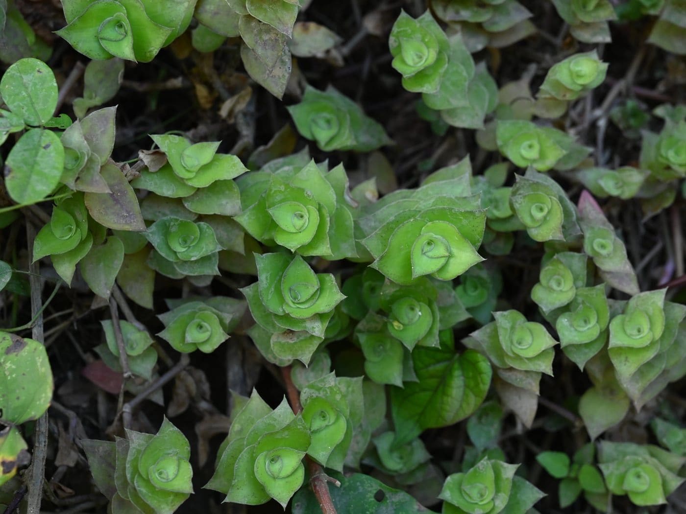 קליסיה זוחלת (גפן הצב) (Callisia repens / Turtle Vine)