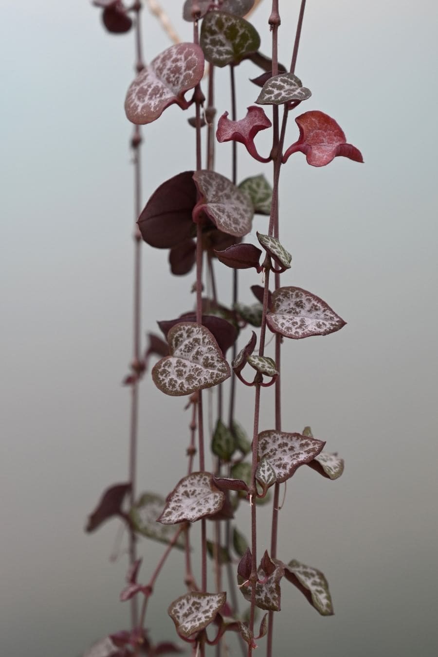 שרשרת לבבות (Ceropegia woodii / String of Hearts)