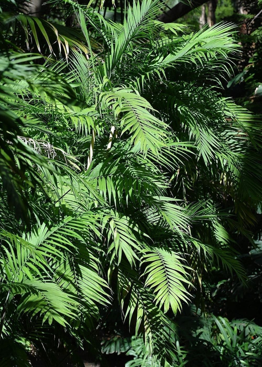 חמדוראה זייפריץ (דקל במבוק) (Chamaedorea seifrizii / Bamboo Palm)