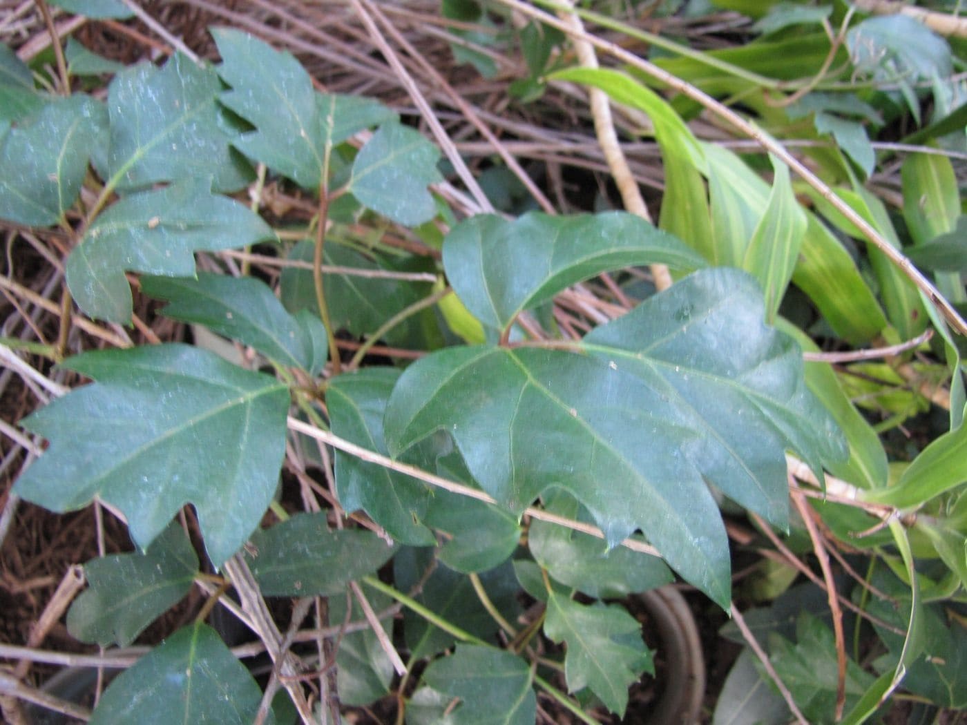 קיסוס ענבים (Cissus alata (Cissus rhombifolia) / Grape Ivy)