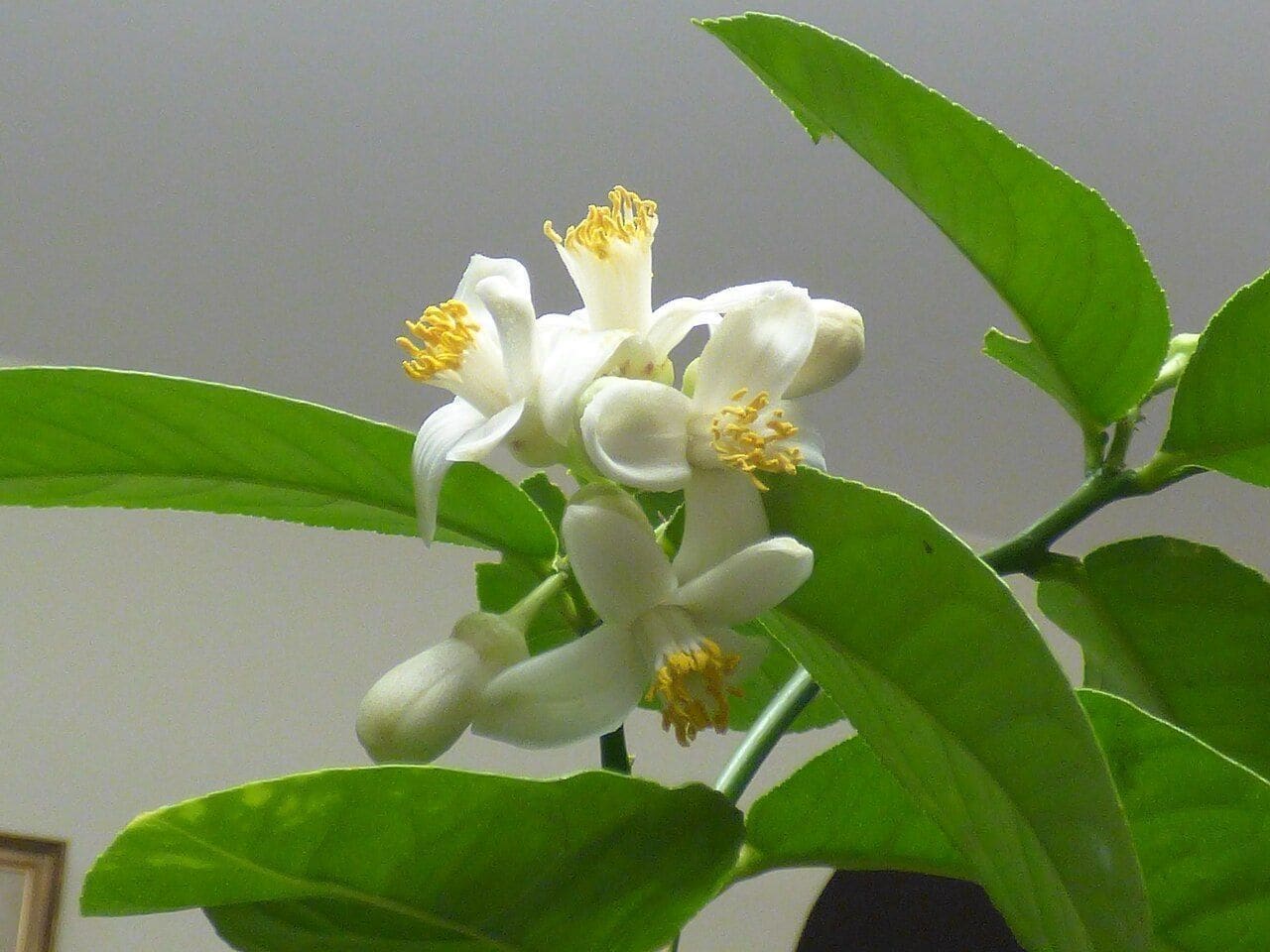 עץ לימון (Citrus limon / Lemon Tree)