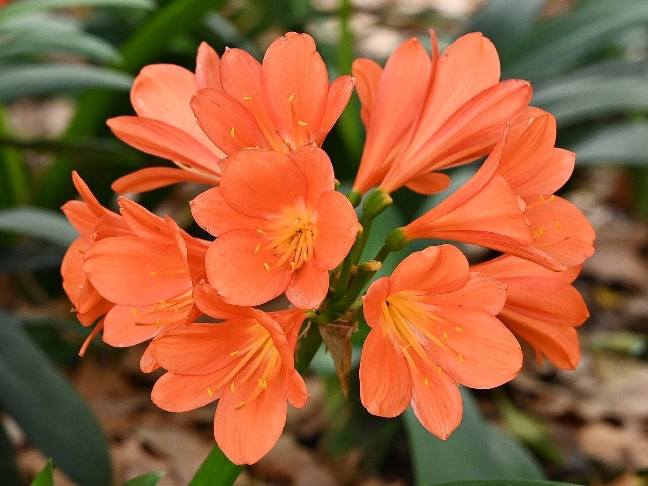 כליביה (Clivia miniata / Clivia / Bush Lily)