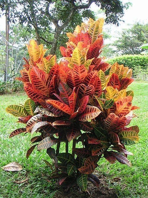 קרוטון (קודיאום) (Codiaeum variegatum / Croton)