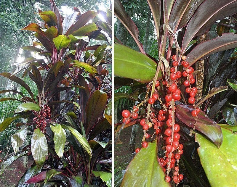 קורדילינה (Cordyline fruticosa / Ti Plant)