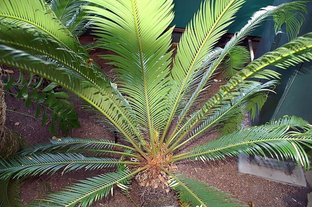 ציקס מקורזל (דקל סגו) (Cycas revoluta / Sago Palm)