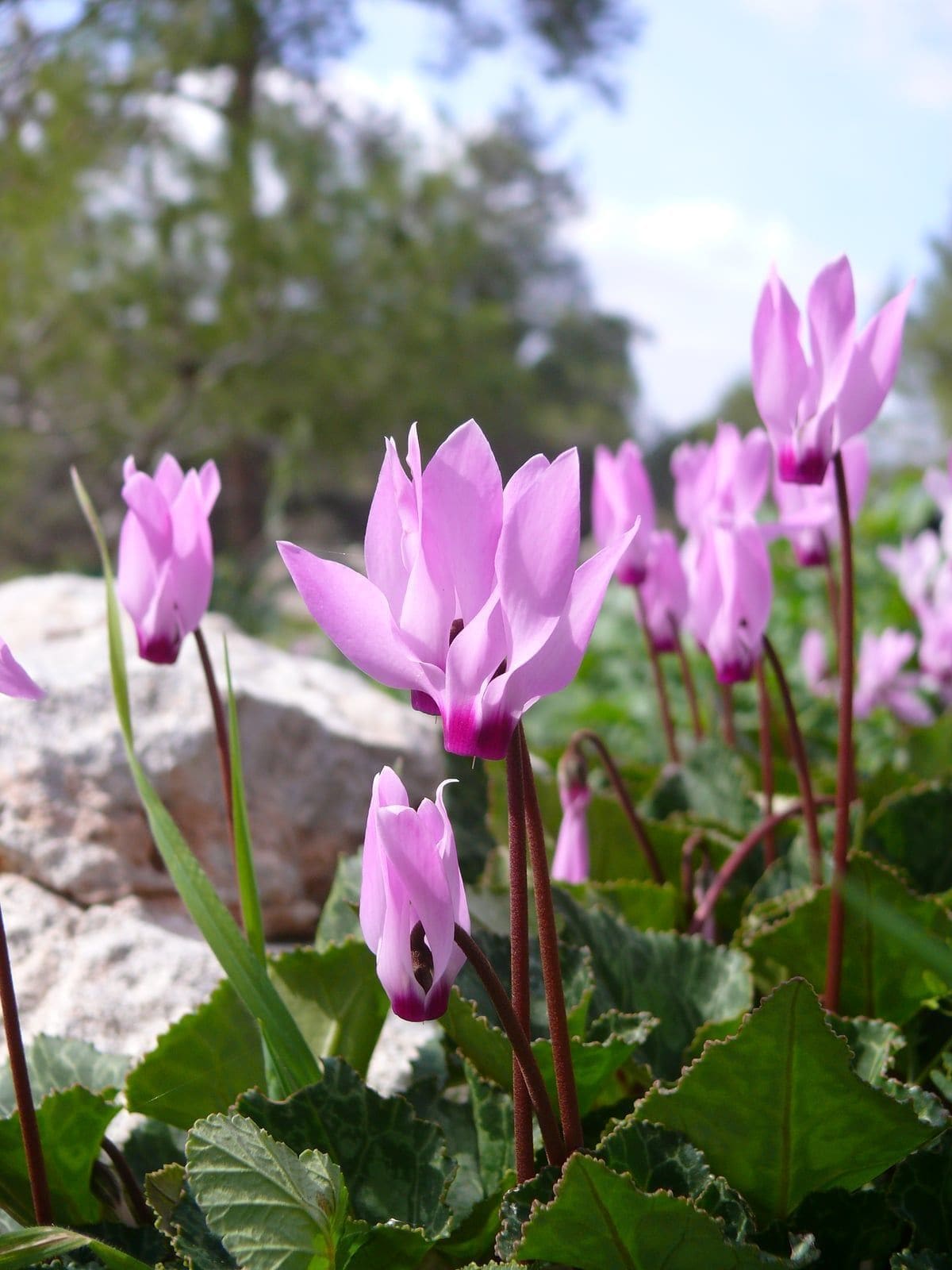 רקפת מצויה (Cyclamen persicum / Persian Cyclamen)
