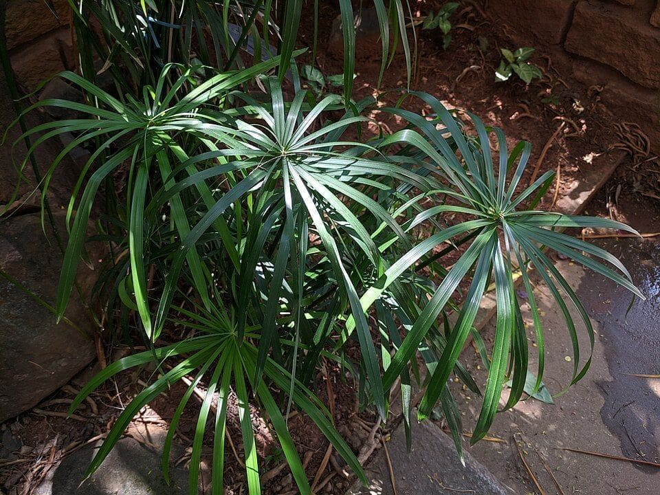 גומא מטריה (Cyperus involucratus / Umbrella Papyrus)