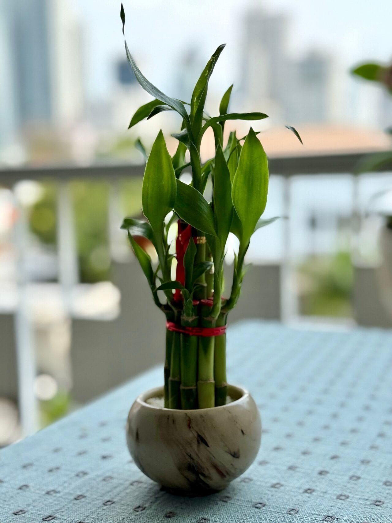 דרצנה סנדריאנה (במבוק המזל) (Dracaena sanderiana / Lucky Bamboo)