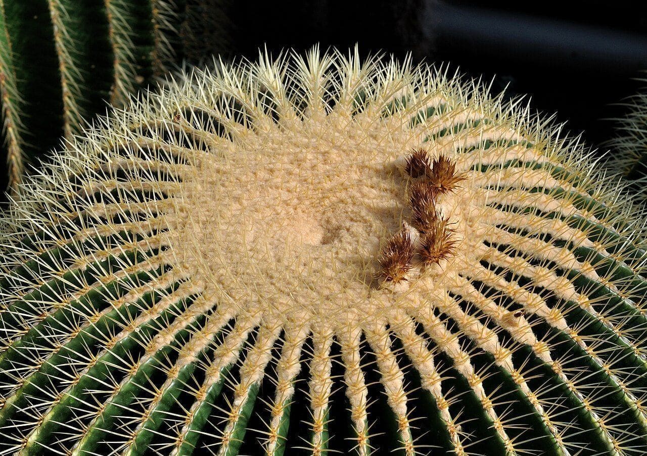 אכינוקקטוס גרוזוני (כרית חמותו) (Kroenleinia grusonii (Echinocactus grusonii) / Golden Barrel Cactus)