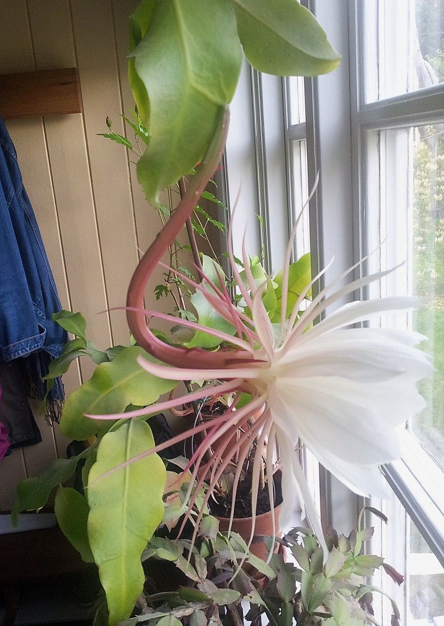 מלכת הלילה (אפיפילום) (Epiphyllum oxypetalum / Queen of the Night)
