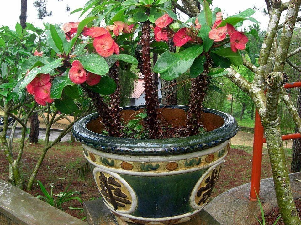 קוצן יפה (Euphorbia milii / Crown of Thorns)
