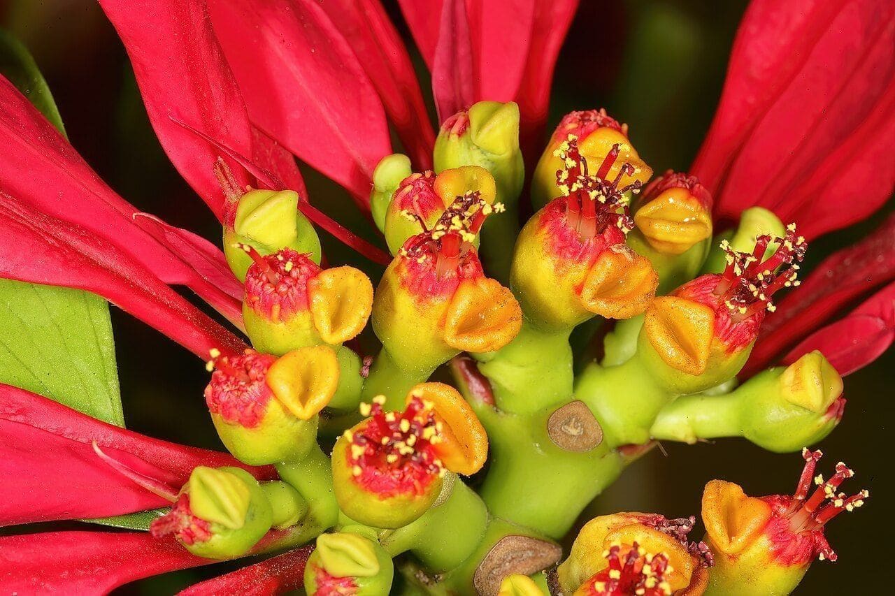 פויסטיה (Euphorbia pulcherrima / Poinsettia)