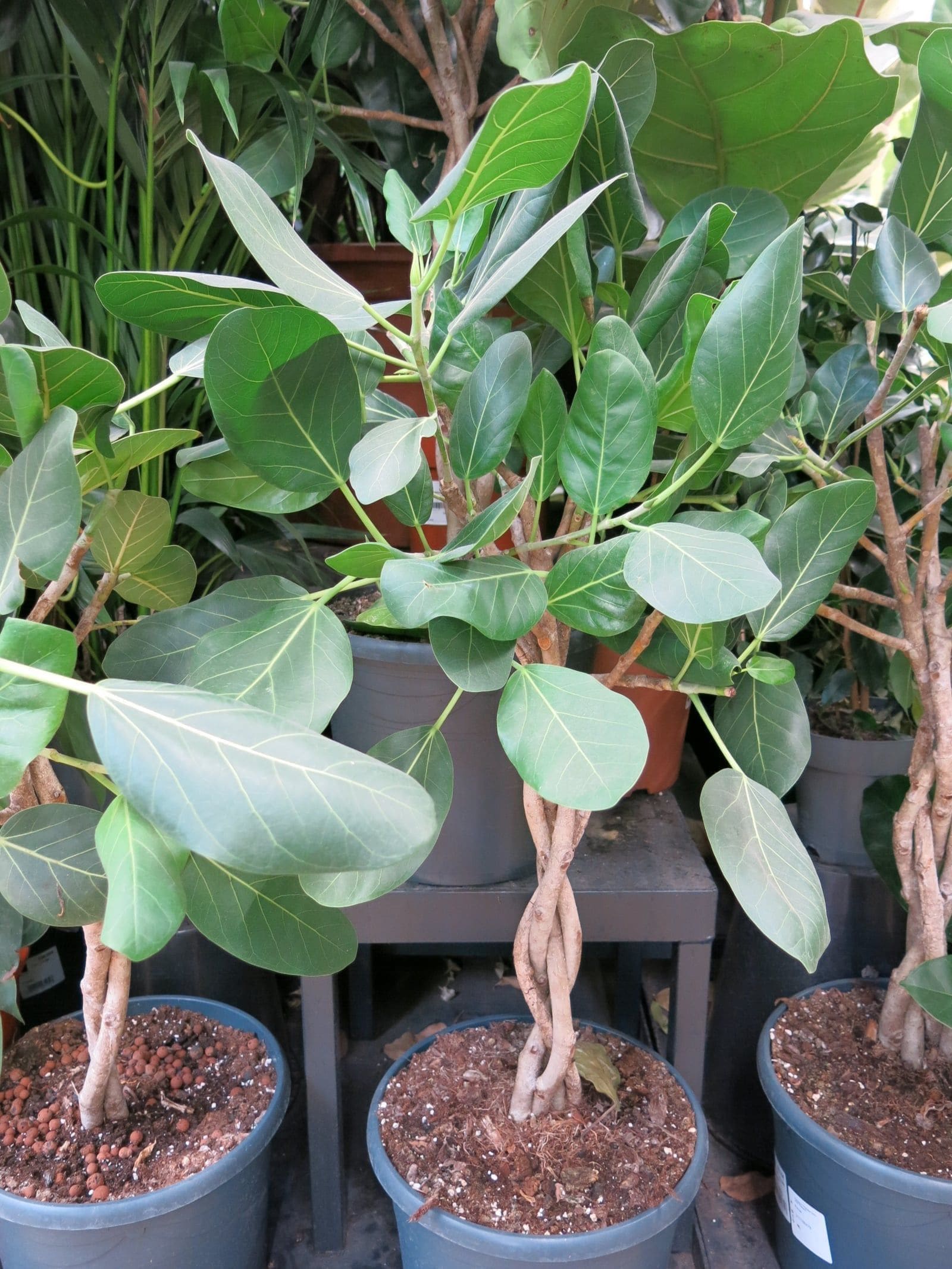 פיקוס בנגלי (אודרי) (Ficus benghalensis 'Audrey' / Ficus Audrey)