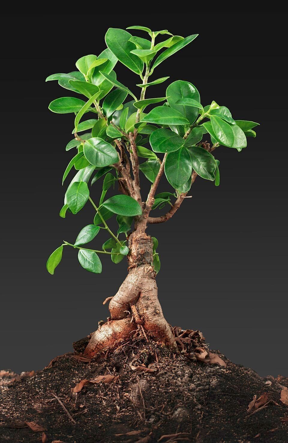 פיקוס ג'ינסנג (Ficus microcarpa / Ginseng Ficus)
