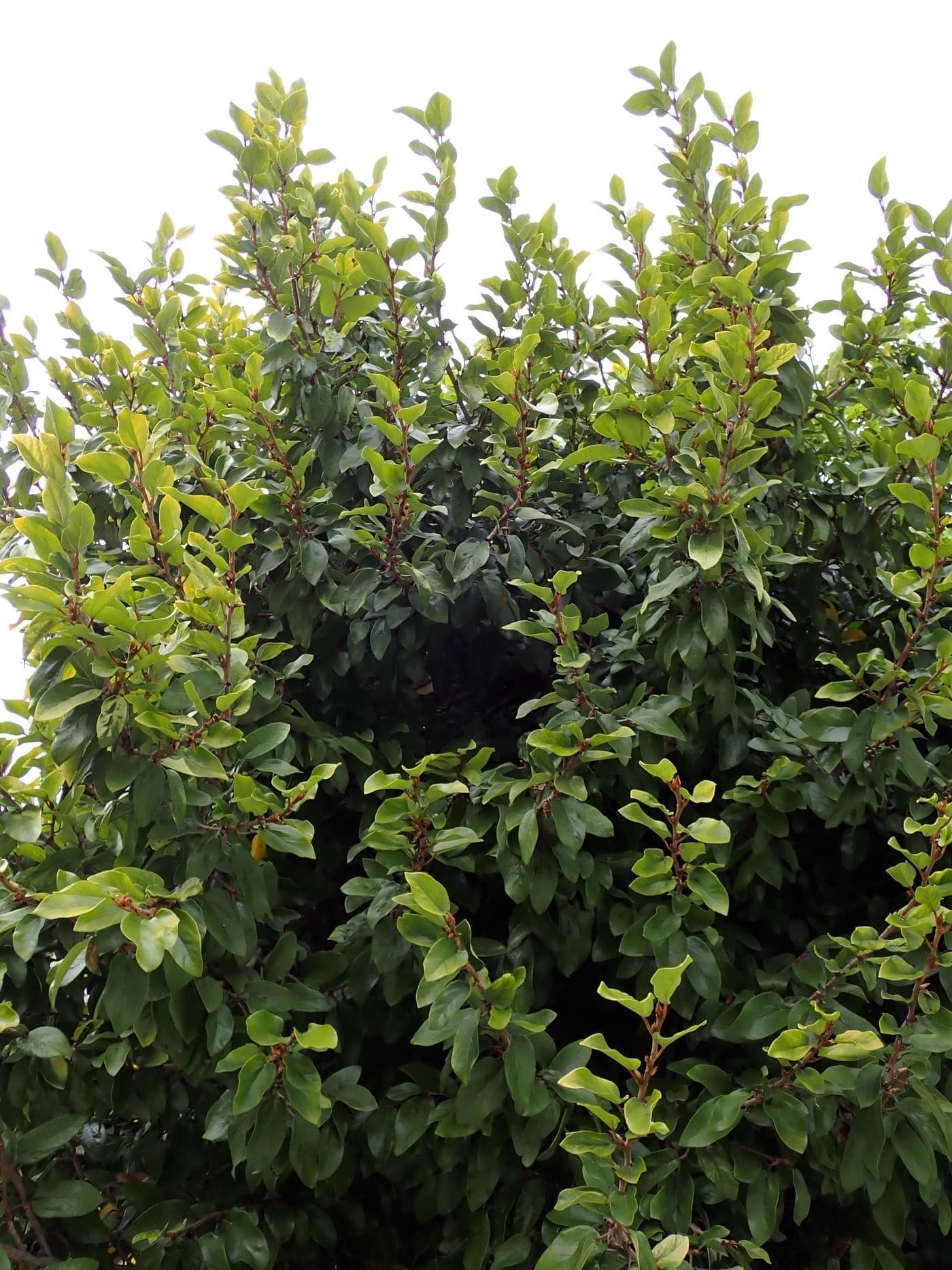 פיקוס מטפס (Ficus pumila / Creeping Fig)