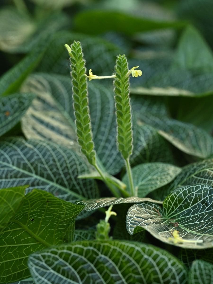 פיטוניה (צמח העצבים) (Fittonia albivenis / Nerve Plant)