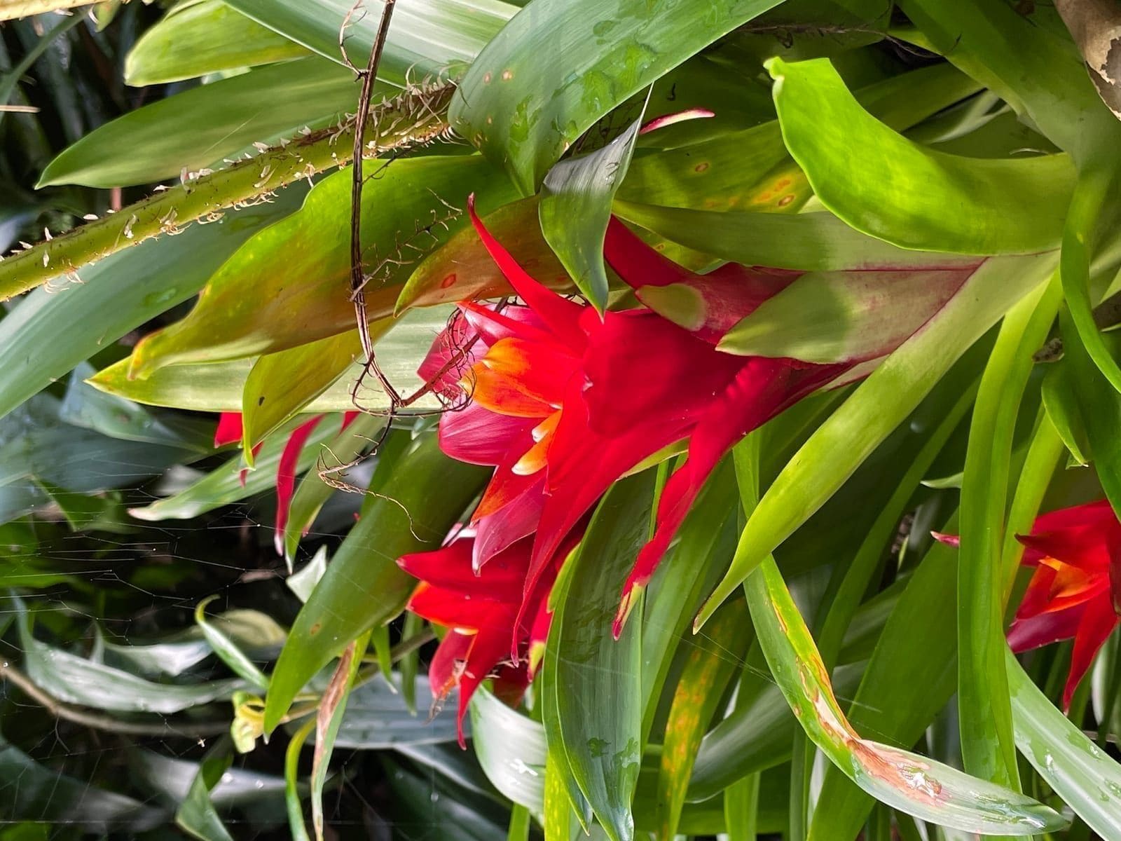גוזמניה (Guzmania lingulata / Scarlet Star)
