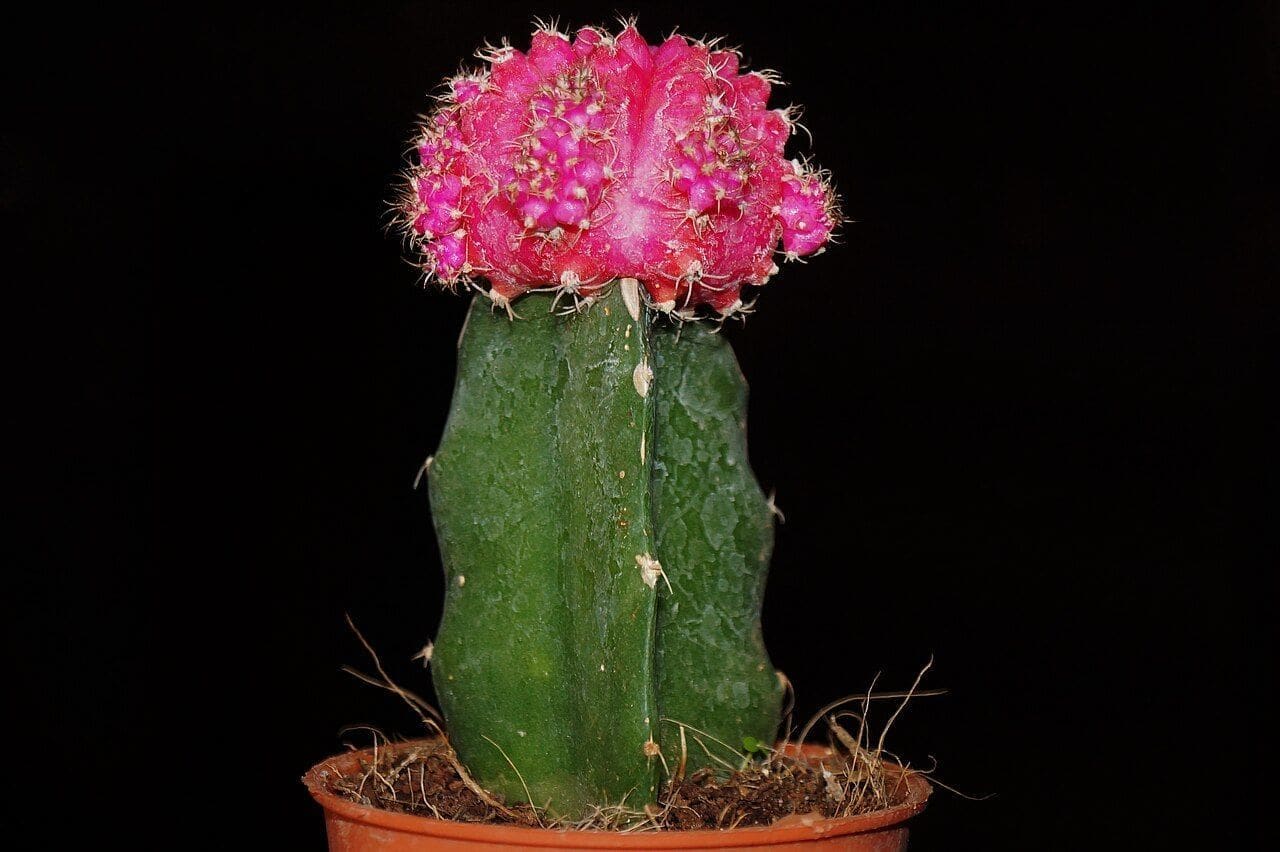 קקטוס הירח (גימנוקליציום) (Gymnocalycium mihanovichii / Moon Cactus)