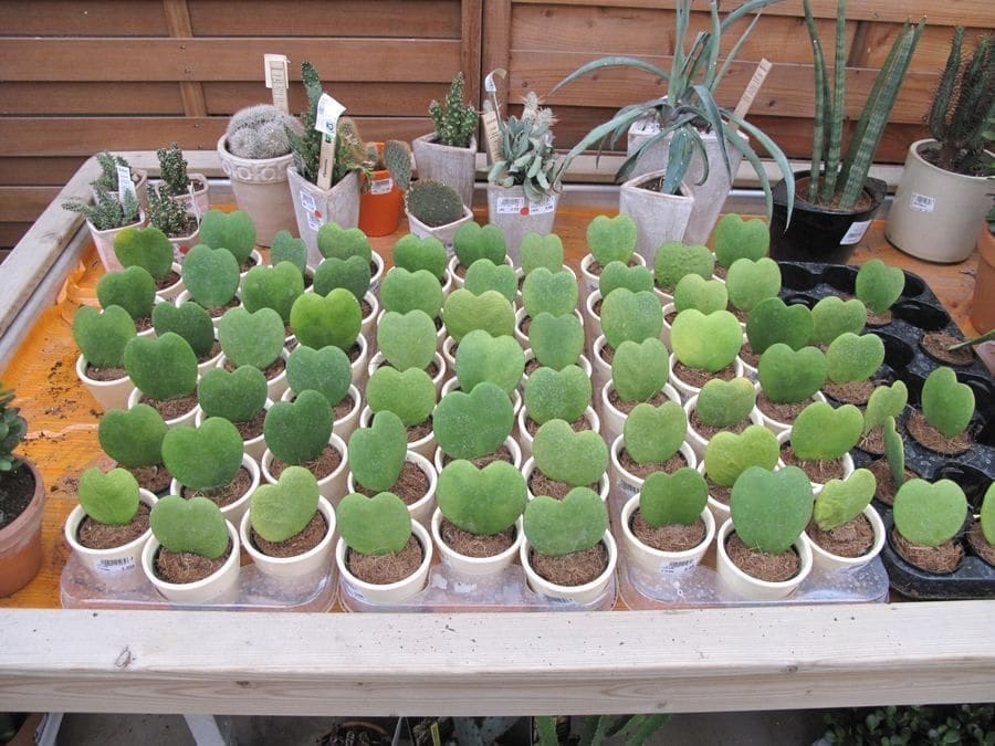 הויה לב (Hoya kerrii / Sweetheart Hoya)