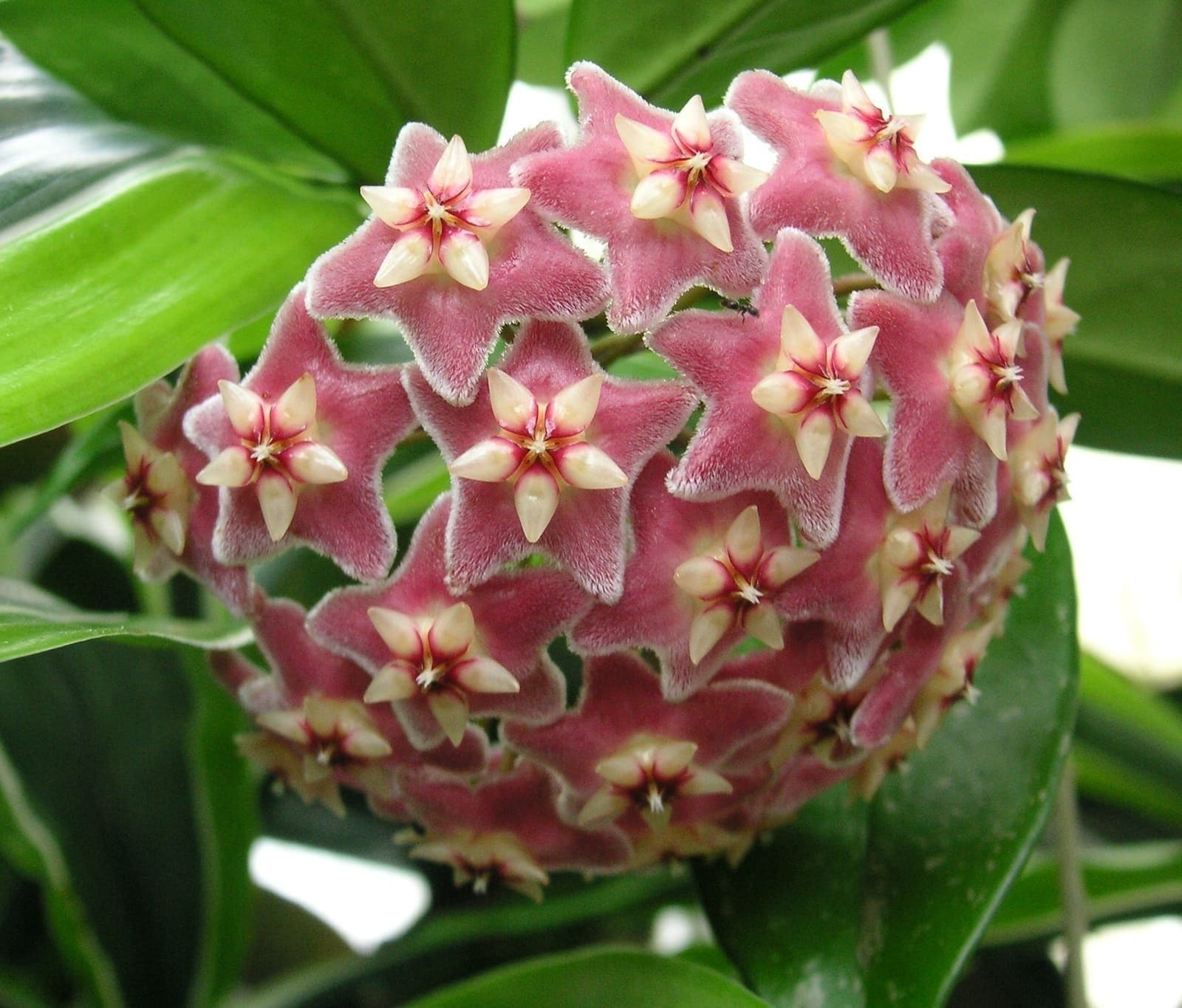 הויה פוביקליקס (Hoya pubicalyx / Hoya Pubicalyx)