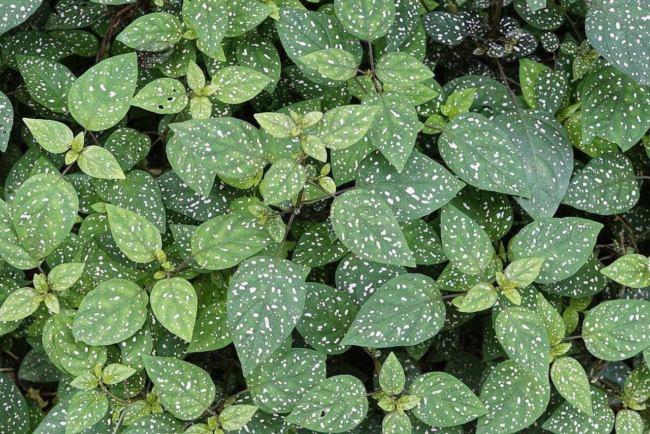 היפואסטס (צמח הנקודות) (Hypoestes phyllostachya / Polka Dot Plant)