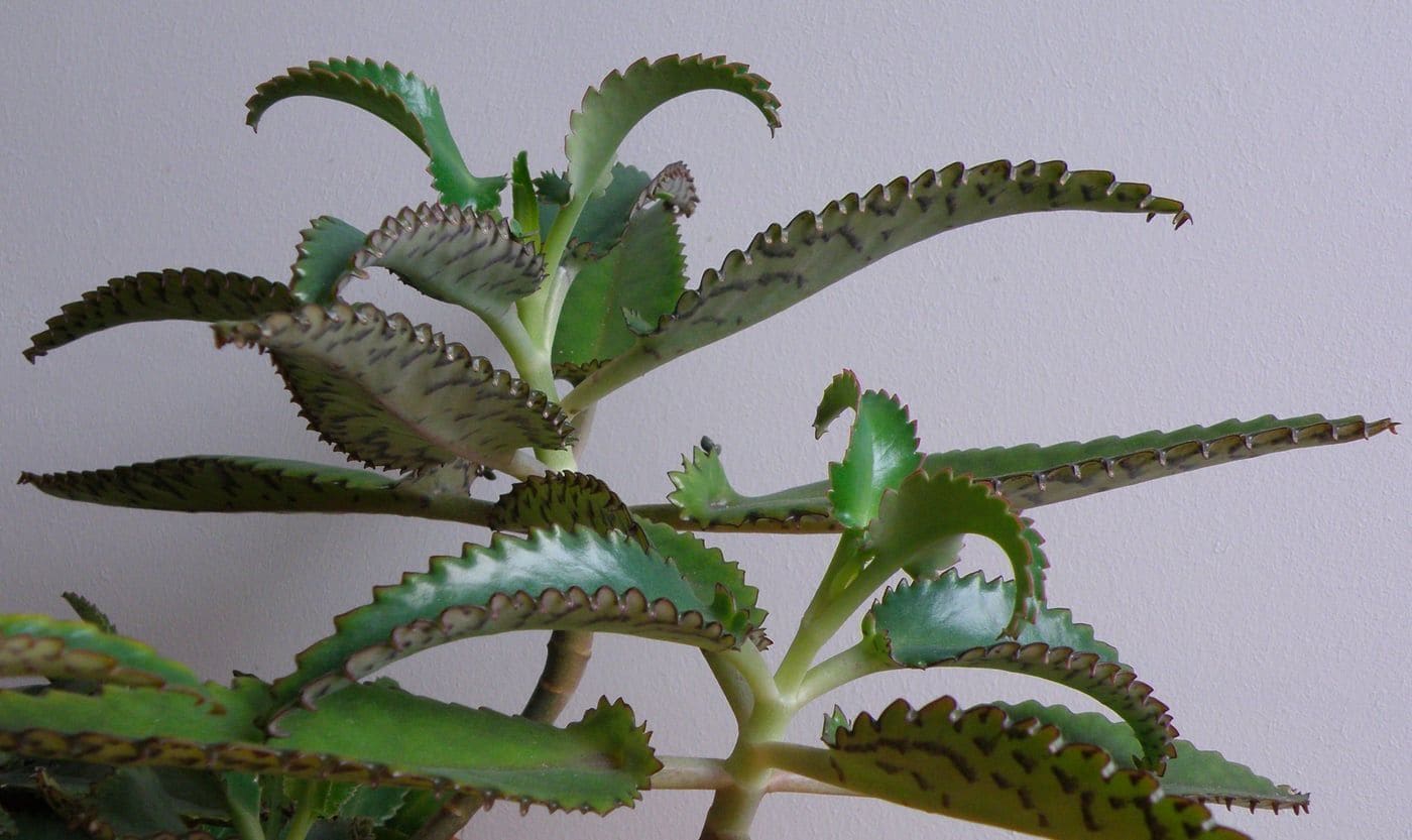 קלנכואה דאיגרמונטיאנה (אם האלף ילדים) (Kalanchoe daigremontiana / Mother of Thousands)