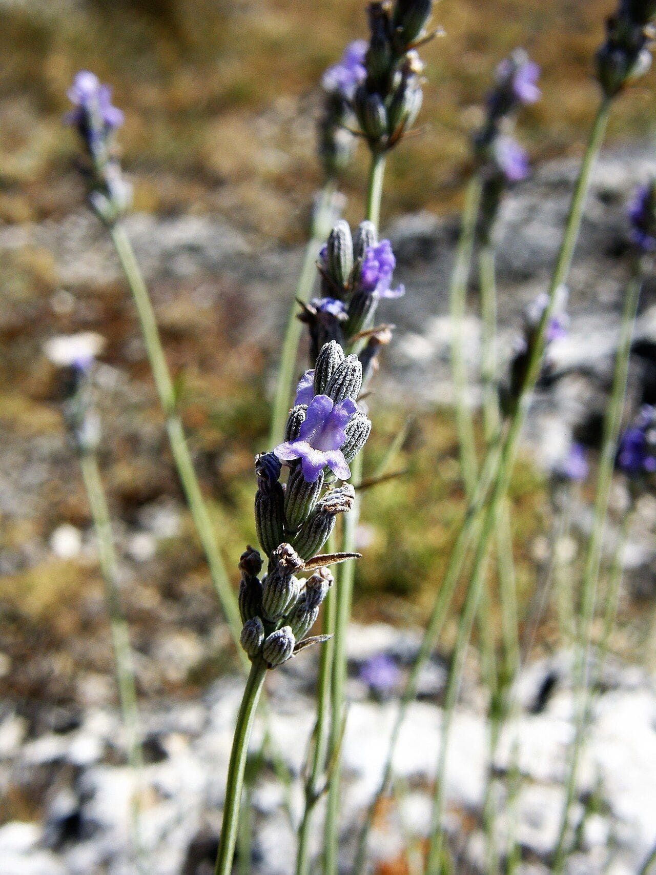 לבנדר (Lavandula angustifolia / English Lavender)