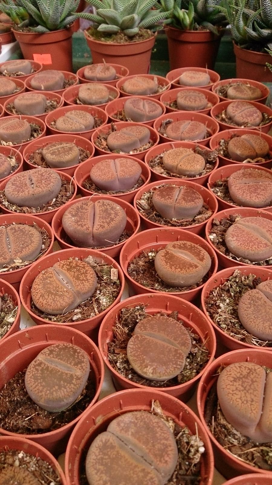 ליתופס (אבן חיה) (Lithops aucampiae / Living Stone)
