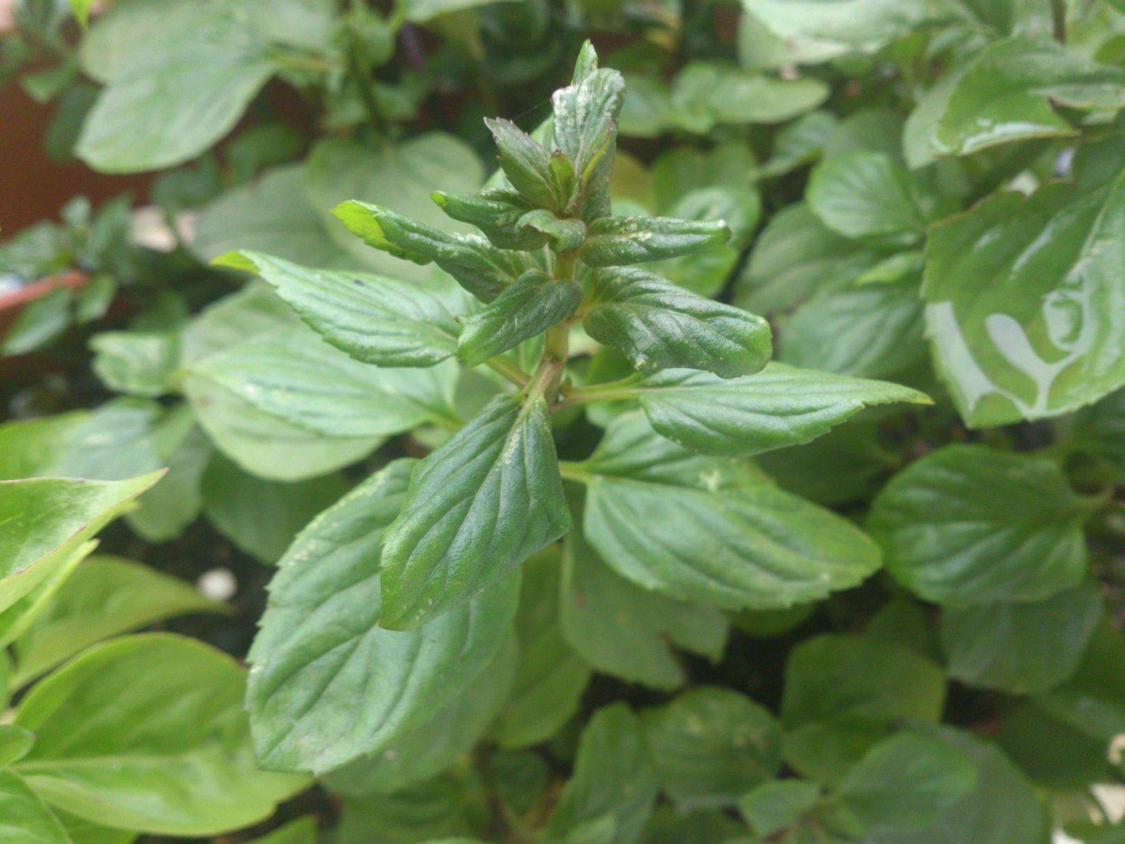 נענע (Mentha spicata / Spearmint)