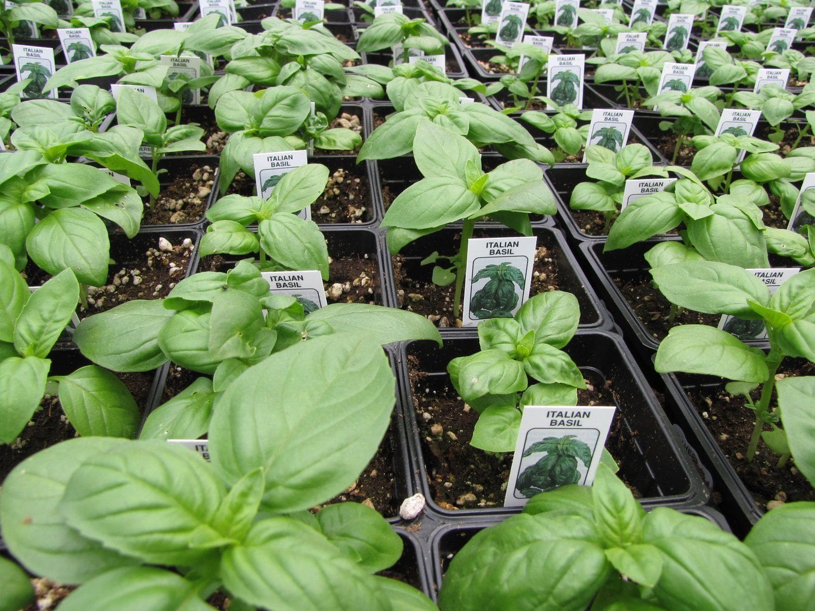 בזיליקום (ריחן) (Ocimum basilicum / Basil)