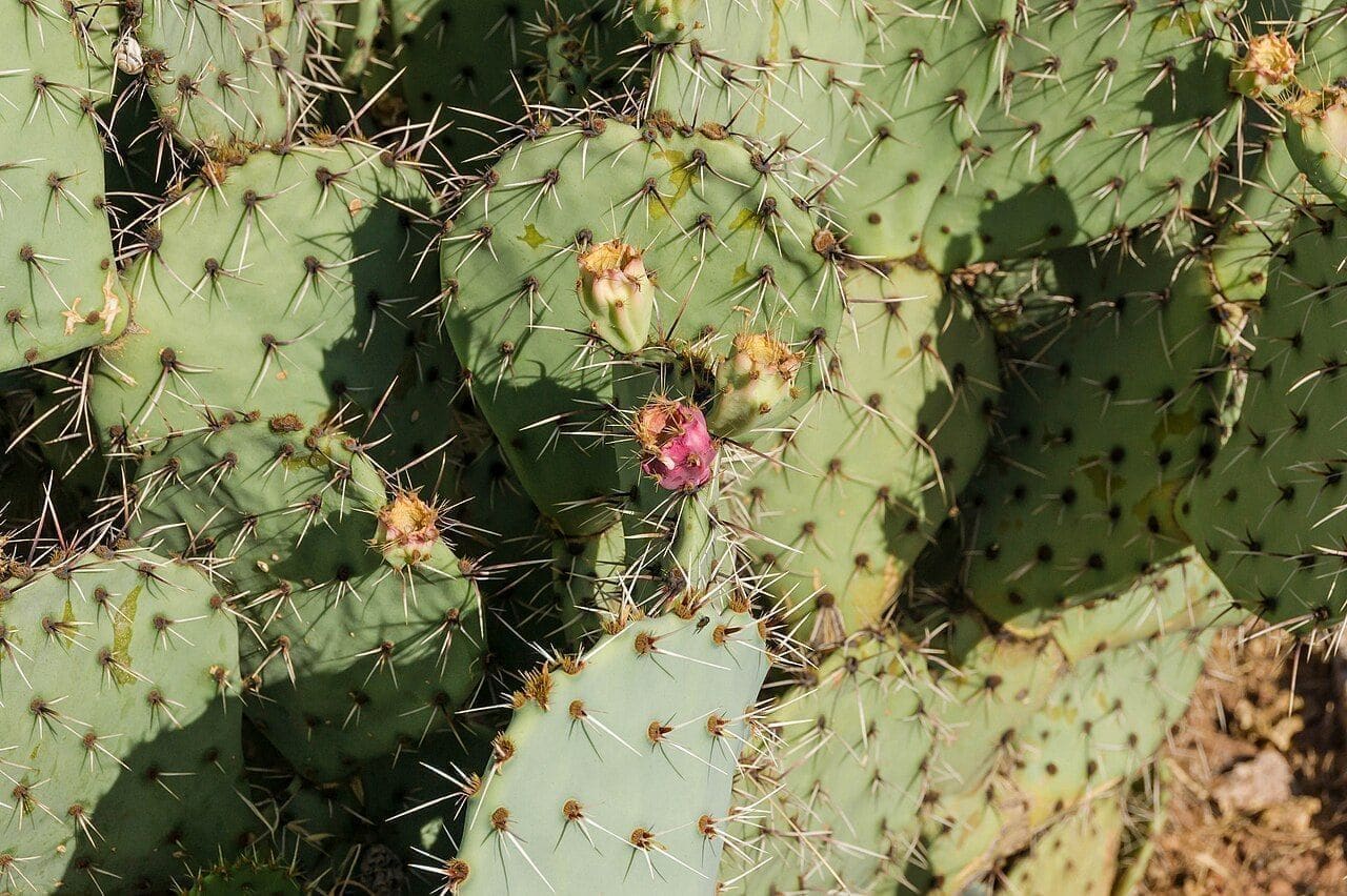 צבר (Opuntia ficus-indica / Prickly Pear)