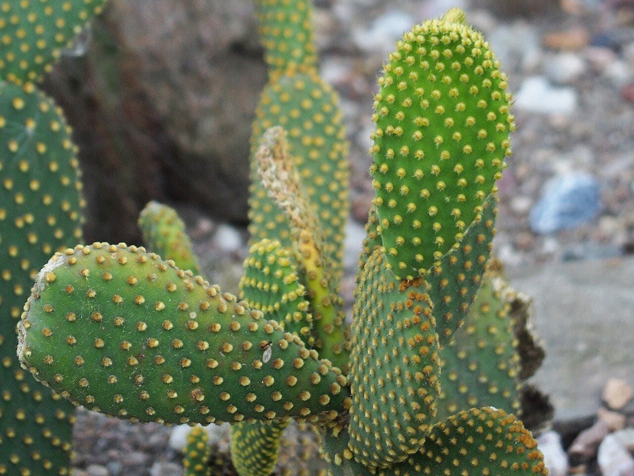 צבר אוזני ארנב (אופונציה זעירת-זיפים) (Opuntia microdasys / Bunny Ears Cactus)