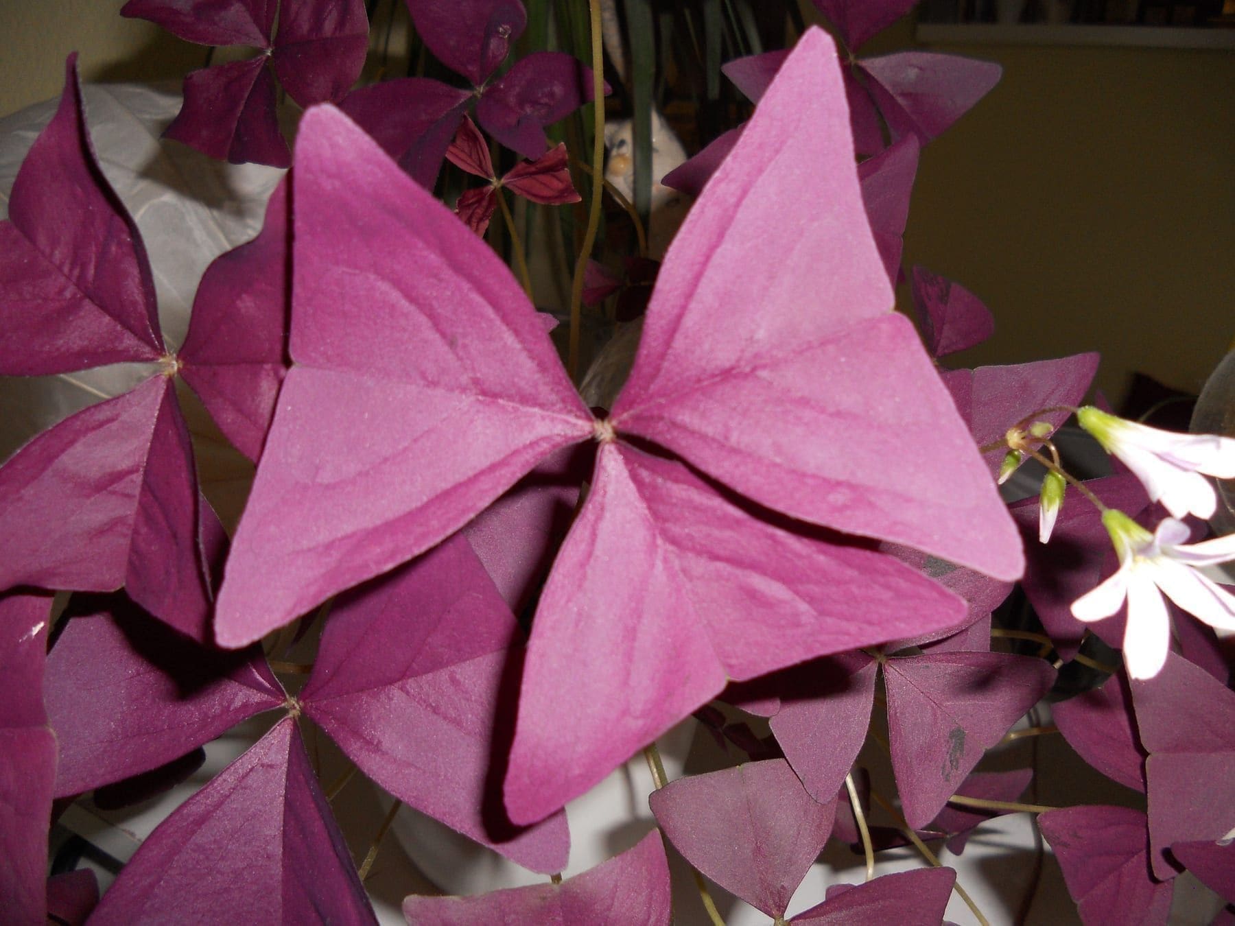 אוקסליס סגול (חמציץ משולש) (Oxalis triangularis / Purple Shamrock)
