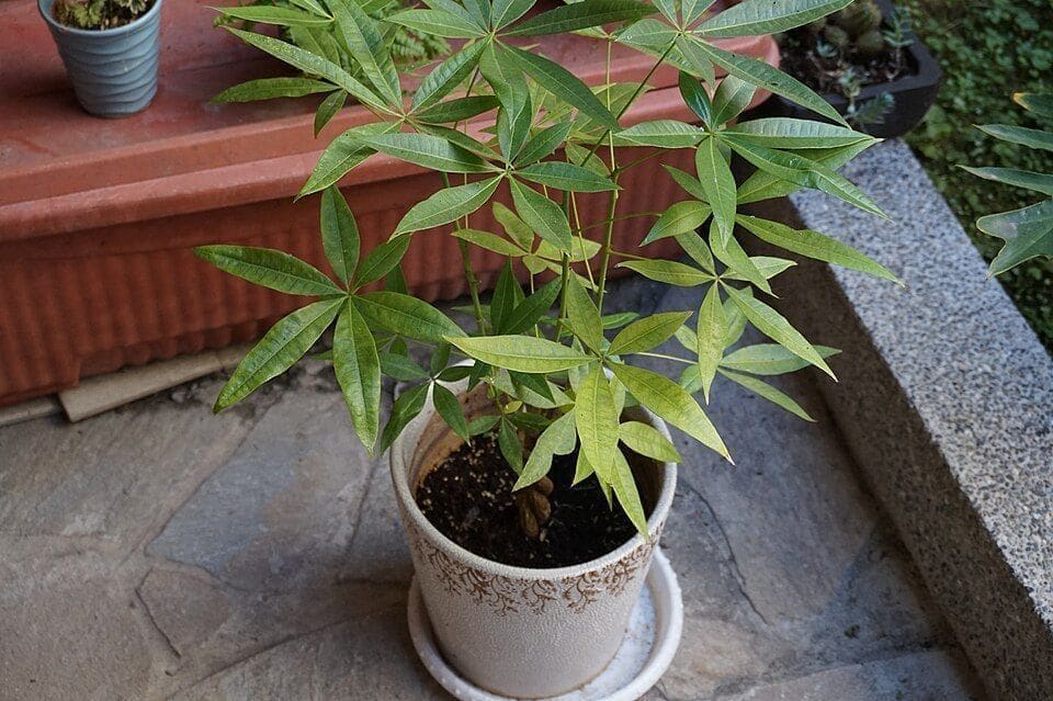 פכירה מימית (Pachira aquatica / Money Tree)
