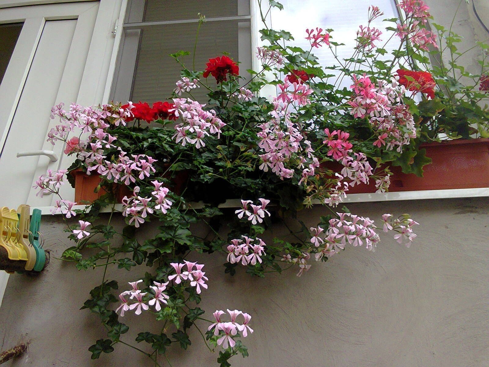 פלרגוניום נשפך (Pelargonium peltatum / Ivy Geranium)