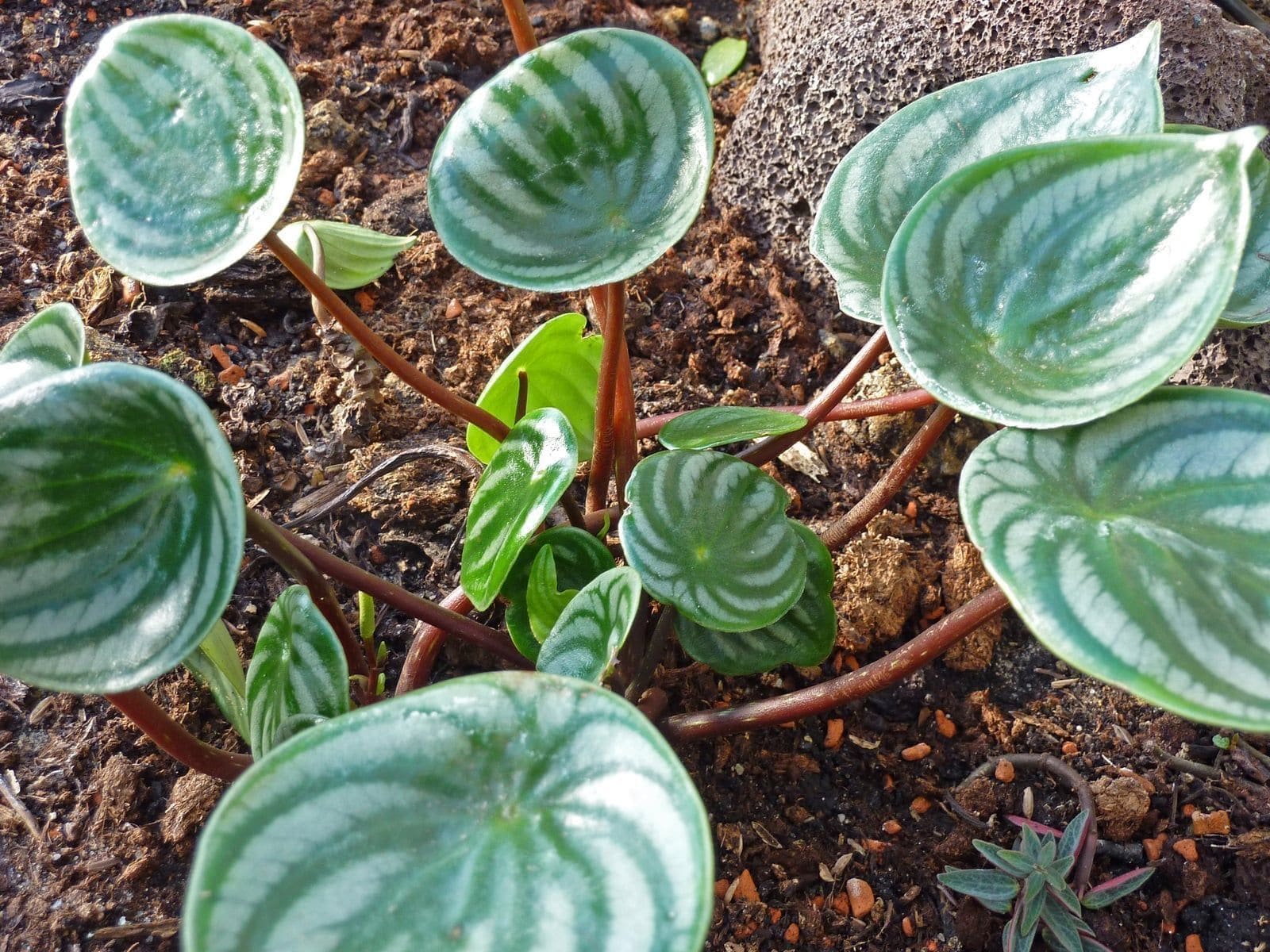 פפרומיה אבטיח (Peperomia argyreia / Watermelon Peperomia)