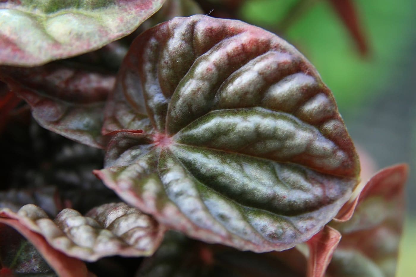 פפרומיה מקומטת (אמרלד ריפל) (Peperomia caperata / Emerald Ripple Peperomia)