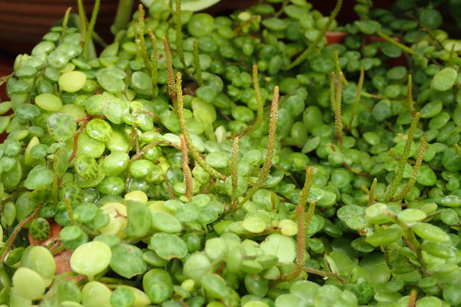 פפרומיה זוחלת (מחרוזת צבים) (Peperomia prostrata / String of Turtles)